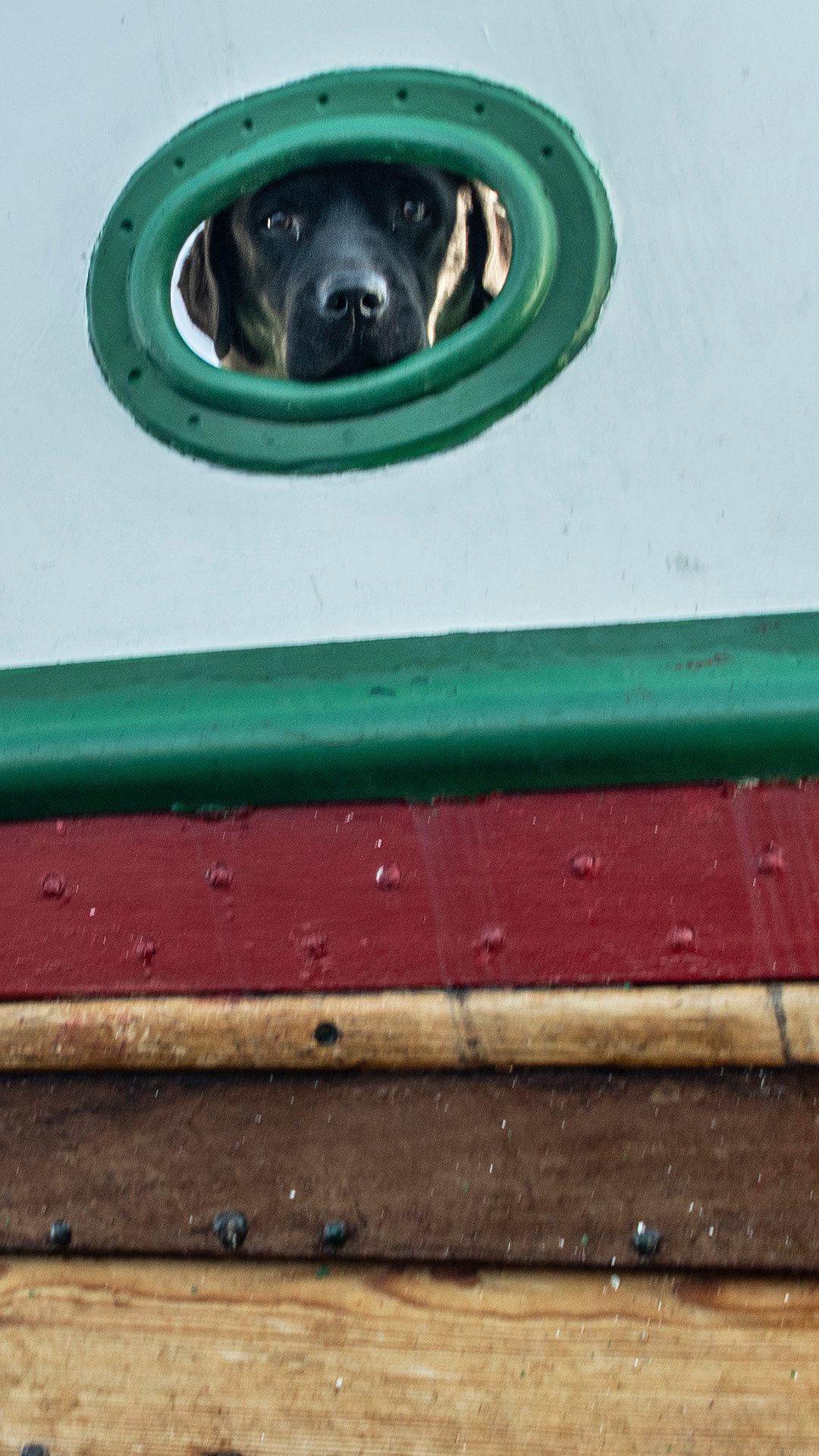detail of dog on fishing boat (c) vasco pinhol